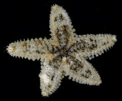 Pisaster ochraceus