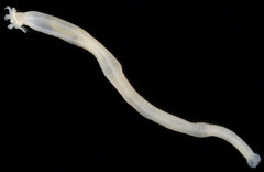 Leptosynapta transgressor