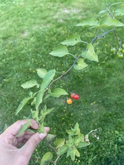 Solanum dulcamara