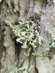 Ramalina labiosorediata
