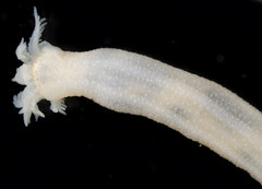 Leptosynapta transgressor
