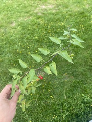 Solanum dulcamara