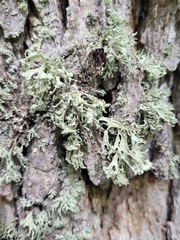 Ramalina labiosorediata