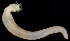 Leptosynapta transgressor