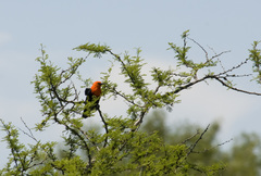 Amblyramphus holosericeus