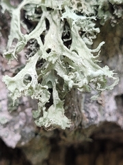 Ramalina labiosorediata