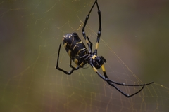 Trichonephila turneri