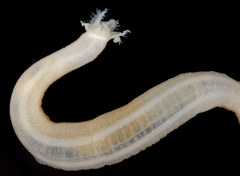 Leptosynapta transgressor