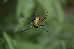 Trichonephila turneri