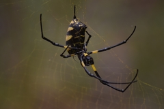 Trichonephila turneri