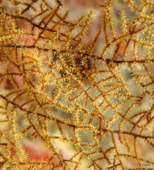 Rhipidipathes reticulata