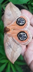 Automeris liberia
