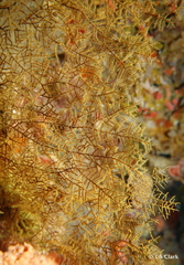 Rhipidipathes reticulata