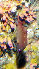 Bodianus dictynna