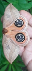 Automeris liberia