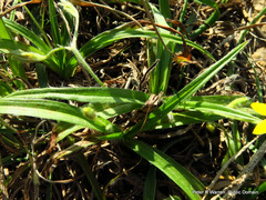 Hypoxis acuminata