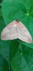 Automeris liberia
