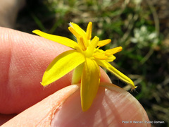 Hypoxis acuminata