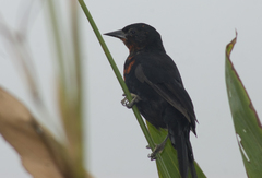 Amblyramphus holosericeus