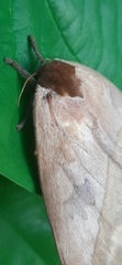 Automeris liberia