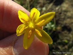Hypoxis acuminata