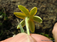 Hypoxis acuminata
