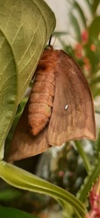 Automeris liberia