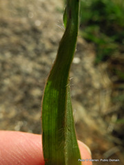 Hypoxis acuminata