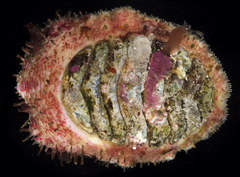 Placiphorella velata