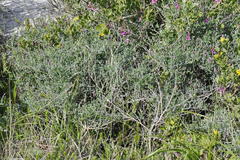 Indigofera sp-aff-platypoda