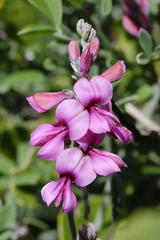 Indigofera sp-aff-platypoda