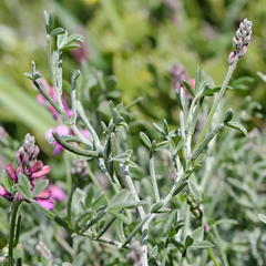 Indigofera sp-aff-platypoda
