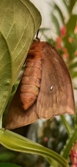 Automeris liberia