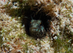 Emblemaria pandionis