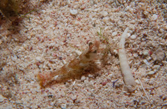 Penaeus