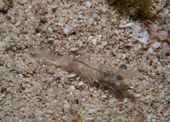 Metapenaeopsis goodei