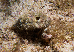 Phimochirus holthuisi