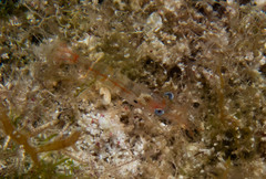 Metapenaeopsis goodei