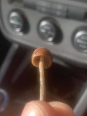 Psilocybe alutacea