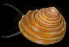 Calliostoma ligatum