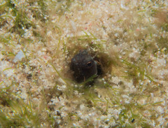 Emblemaria pandionis