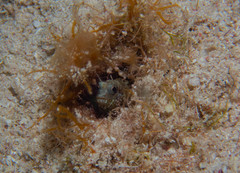 Emblemaria pandionis