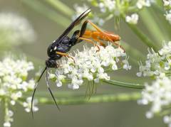 Amblyjoppa fuscipennis
