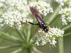 Amblyjoppa fuscipennis