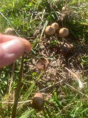 Psilocybe alutacea