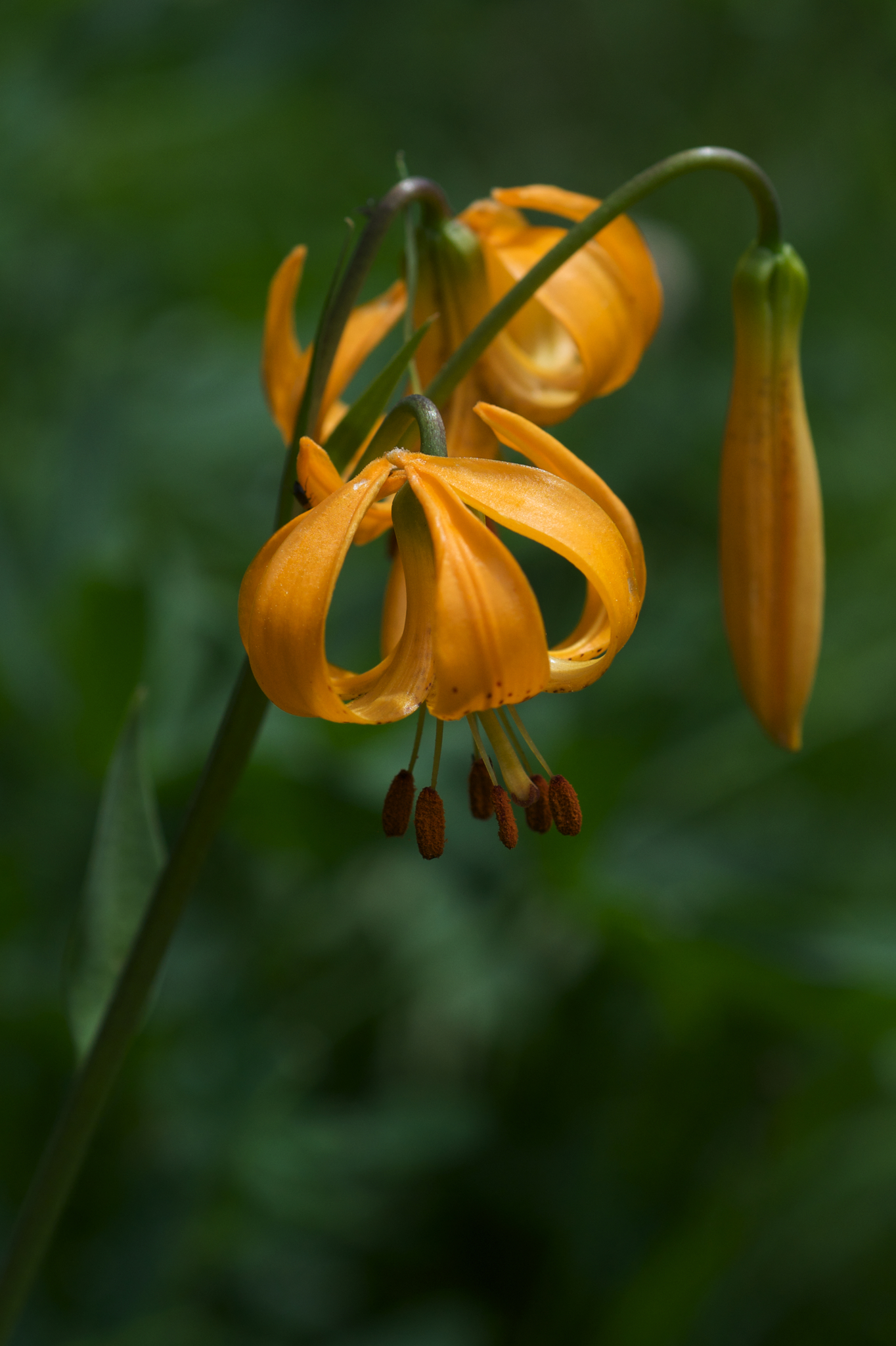 Lilium kelleyanum