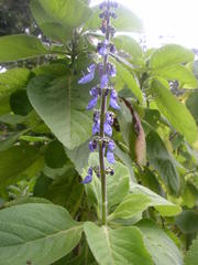 Coleus barbatus grandis