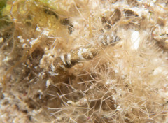 Synaptula hydriformis