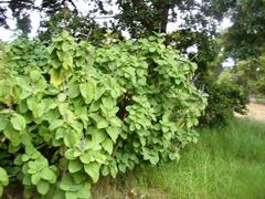 Coleus barbatus grandis