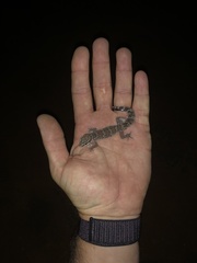 Pachydactylus formosus